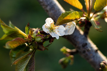 Blooming fruit tree in spring