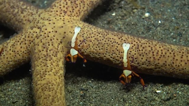 Zenopontonia rex (Periclimenes imperator) - Emperor shrimp hanting, riding a starfish. Underwater video. Tulamben, Bali, Indonesia.
