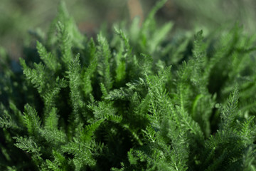 Green healing herb Achillea millefolium © V'yacheslav Partola