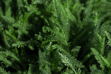 Green healing herb Achillea millefolium