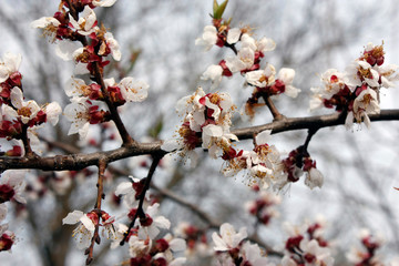 White flowers blooming fruit trees in spring close-up with blurred background