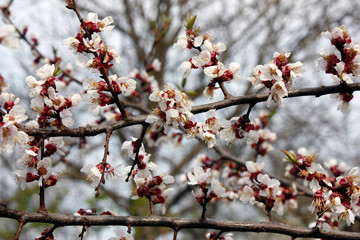 Fruit trees blooming in white in early spring in the garden on a sunny day.
