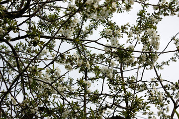 White flowers blooming fruit trees in spring close-up with blurred background