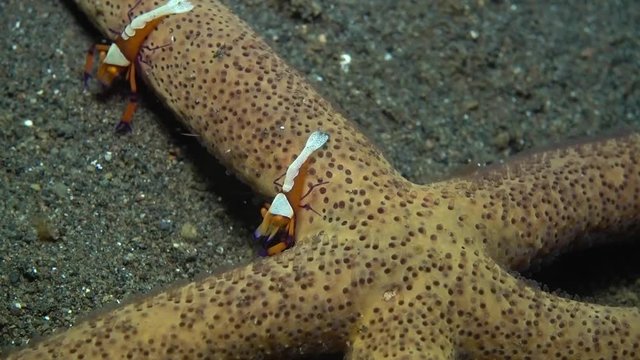 Zenopontonia rex (Periclimenes imperator) - Emperor shrimp hanting, riding a starfish. Underwater video. Tulamben, Bali, Indonesia.