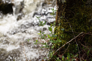 Moss on tree in forest on background,close up