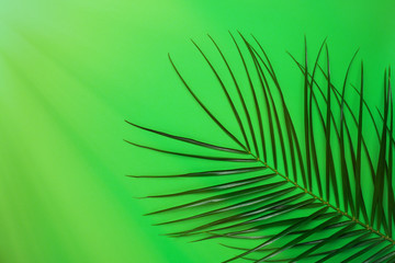 Tropical plant with sun light on green background . Summer colour flatlay