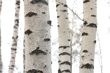 Young birches with black and white birch bark in spring in birch grove against the background of...