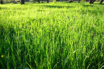 field with fresh green grass in the sunset light
