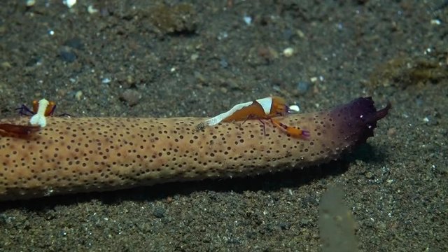 Zenopontonia rex (Periclimenes imperator) - Emperor shrimp hanting, riding a starfish. Underwater video. Tulamben, Bali, Indonesia.