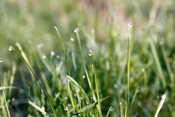 Morning green meadow in spring with green grass covered with dew drops, close-up