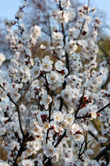 Fruit trees blooming in white in early spring in the garden on a sunny day.