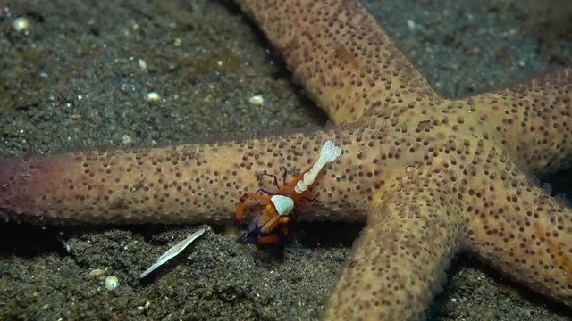 Zenopontonia rex (Periclimenes imperator) - Emperor shrimp hanting, riding a starfish. Underwater video. Tulamben, Bali, Indonesia.