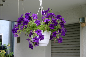Blumen Hängetopf mit violetten Blüten