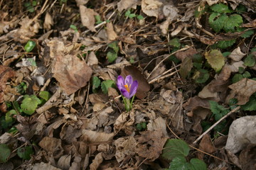 Closeup view crocus flower