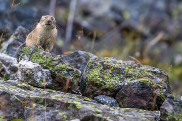 Curious Pika