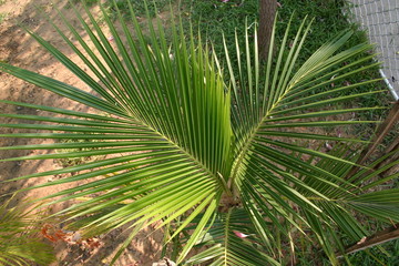 Kleine Kokos Palme von oben Aufgenommen