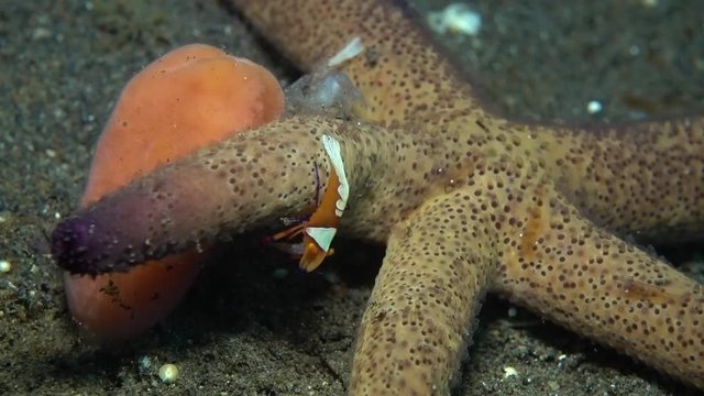 Zenopontonia rex (Periclimenes imperator) - Emperor shrimp hanting, riding a starfish. Underwater video. Tulamben, Bali, Indonesia.