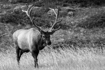 Bull Elk Monochrome