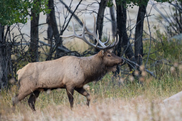 Bull Elk Monochrome