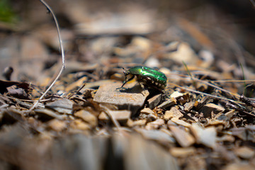 Green beetle walking on a brown stone