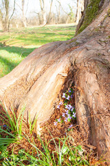 Fototapeta premium Tree trunk