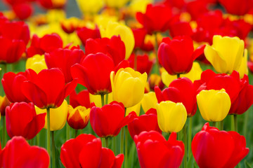 Mixed field of vibrant yellow and red colored tulips. Red and Yellow tulip field. Dutch bulb field of colorful tulips. Beds of yellow and red tulips. Yellow and red tulips.