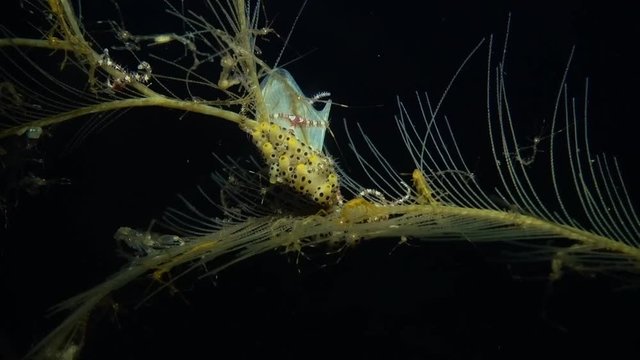 Skeleton shrimps and nudibranch Doto live together - symbiosis. Underwater video. Tulamben, Bali, Indonesia.