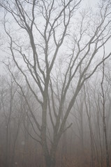 tree in fog