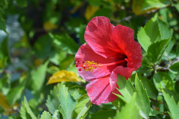 Big red flower with pestle and green leaves in tropic close-up