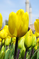 Fototapeta premium Yellow tulips in the garden of the Blue Mosque 
