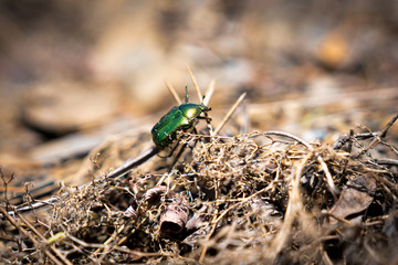Green beetle on brown wooden sticks (brown background and bokeh)