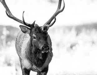 Bull Elk Monochrome