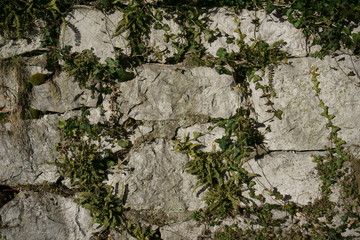 Old stone wall partly covered with ivy 