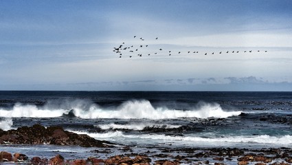 waves and birds 