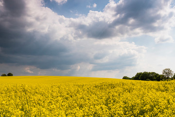 Rapsfeld mit Wolken