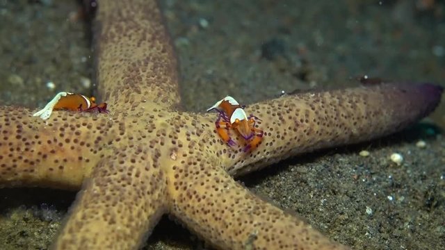 Zenopontonia rex (Periclimenes imperator) - Emperor shrimp hanting, riding a starfish. Underwater video. Tulamben, Bali, Indonesia.