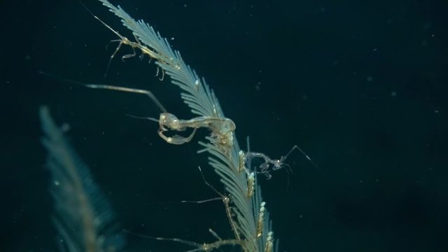 Skeleton shrimps and nudibranch Doto live together - symbiosis. Underwater video. Tulamben, Bali, Indonesia.