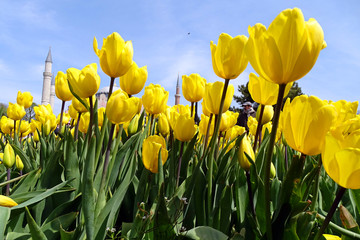 Obraz premium Yellow tulips in the garden of the Blue Mosque 