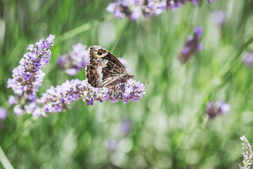 Papillon en train de butiner un brin de lavande