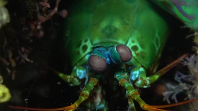 eacock mantis shrimp - Odontodactylus scyllarus. Underwater video. Tulamben, Bali, Indonesia.
