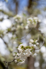 beautiful  blossom flowers on background,close up