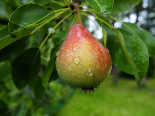 Gruszka pear