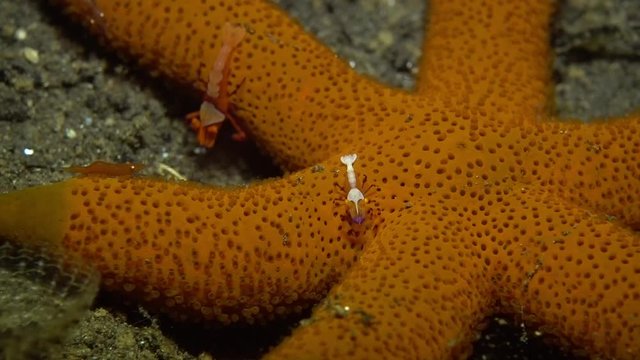 Zenopontonia rex (Periclimenes imperator) - Emperor shrimp hanting, riding a starfish. Underwater video. Tulamben, Bali, Indonesia.