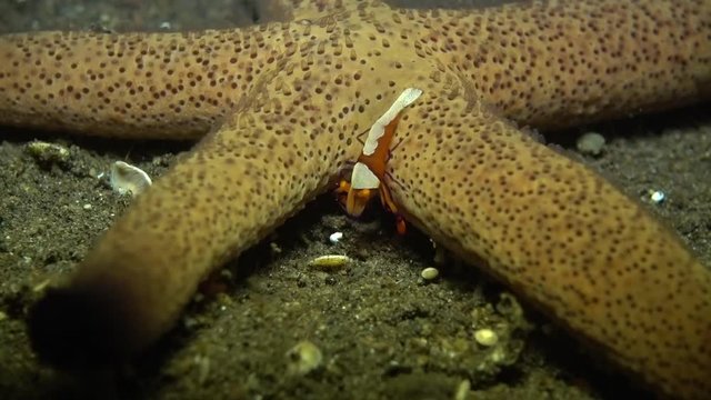 Zenopontonia rex (Periclimenes imperator) - Emperor shrimp hanting, riding a starfish. Underwater video. Tulamben, Bali, Indonesia.