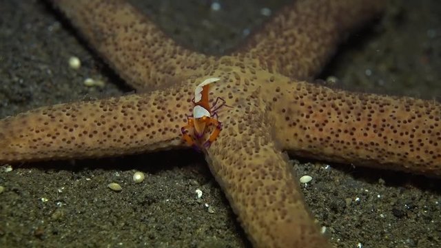 Zenopontonia rex (Periclimenes imperator) - Emperor shrimp hanting, riding a starfish. Underwater video. Tulamben, Bali, Indonesia.