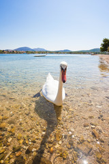 Fototapeta na wymiar Bilice, Sibenik-Knin, Croatia - A young curious swan looking out