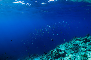 Naklejka na ściany i meble Underwater wildlife with school fish in ocean at reef