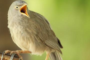 Indian Jungle Babbler 