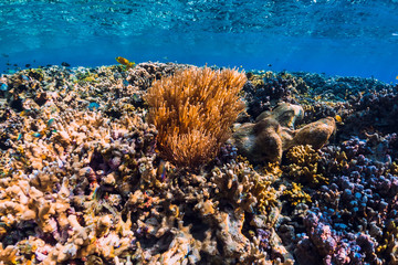 Corals and tropical fish in underwater blue ocean