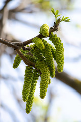 flowering branches of a walnut in the garden in spring, walnut earrings dangle from the branches against the sky